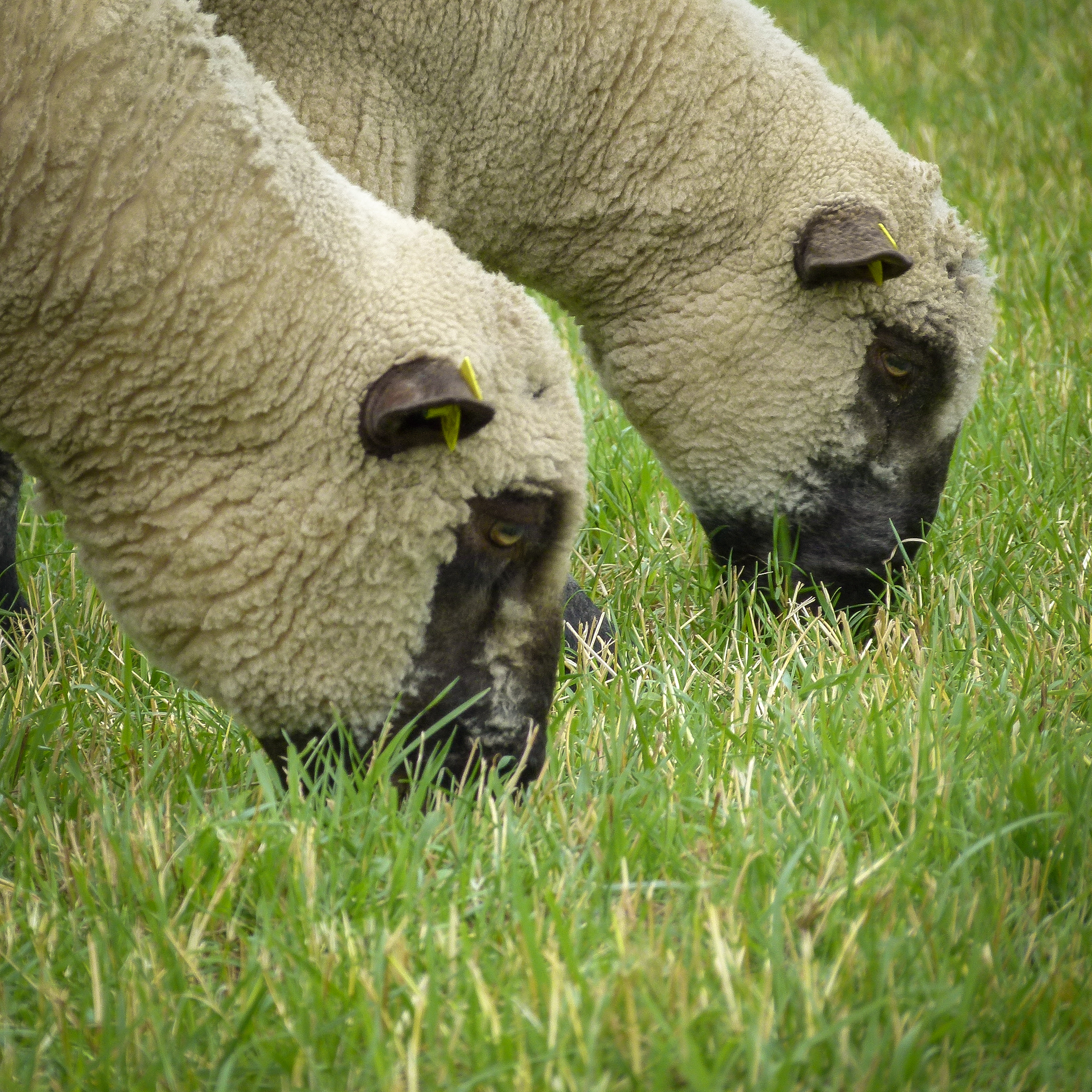 Shropshire-Schafe