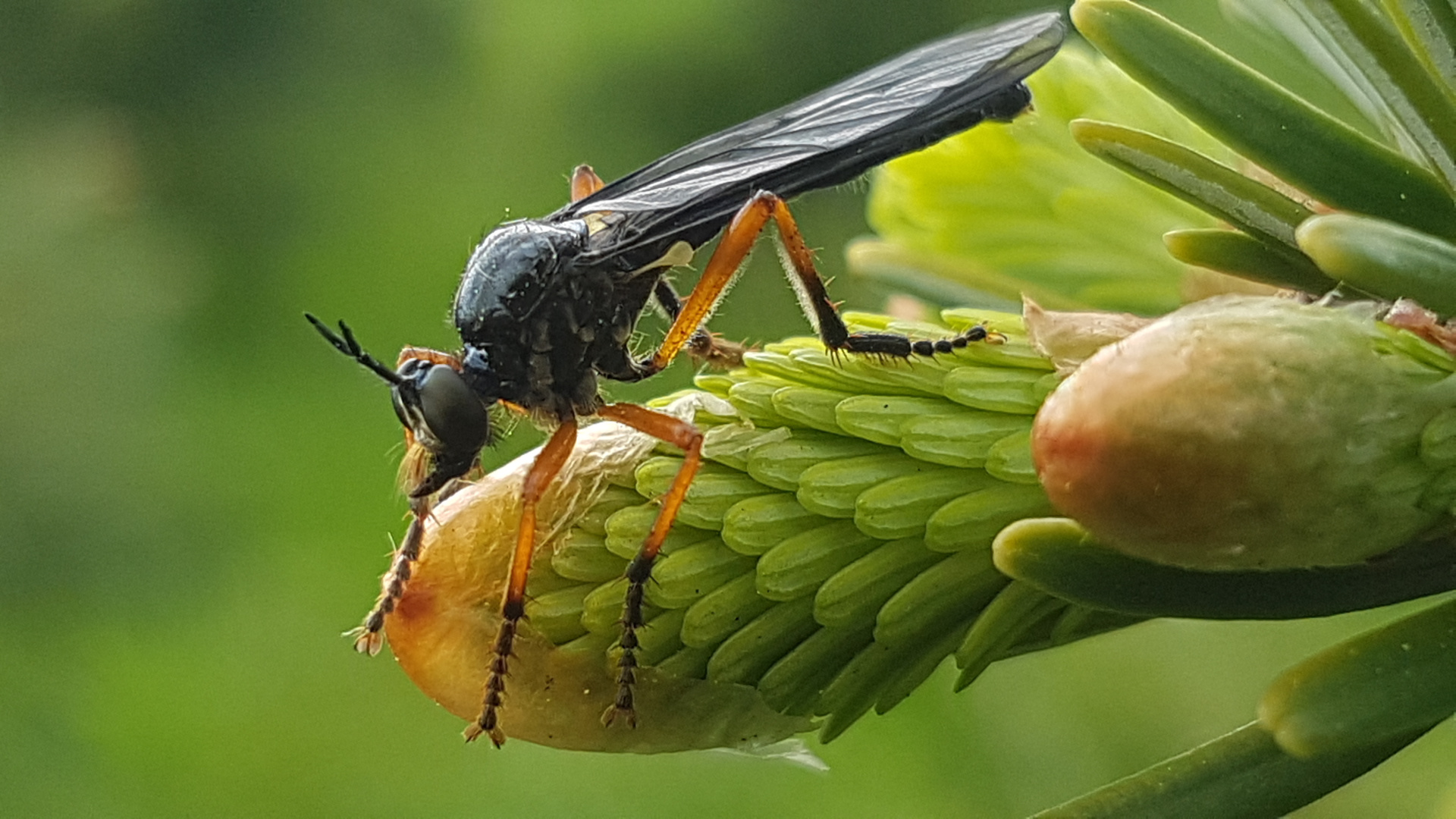 Insekten Weihnachtsbäum
