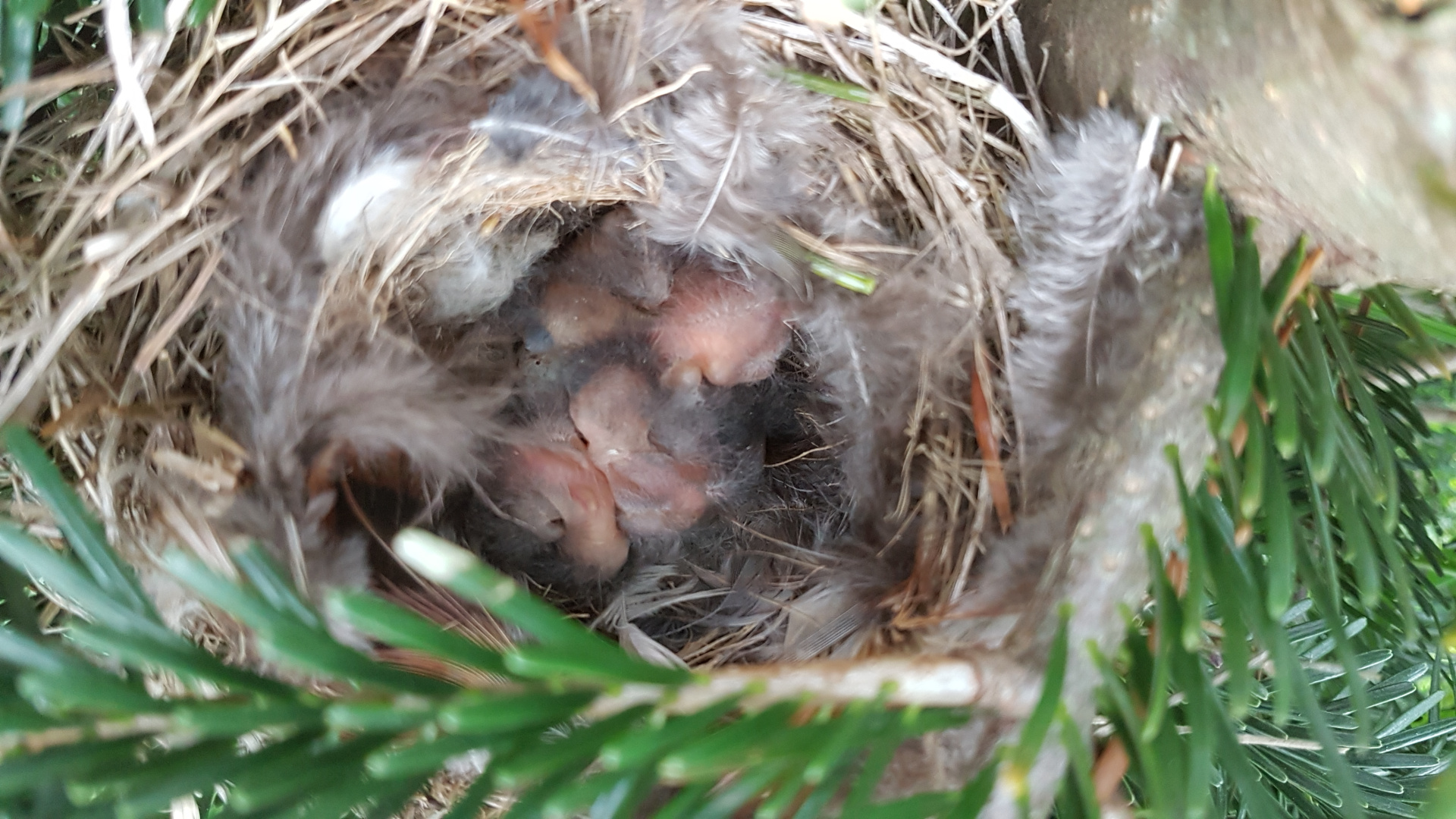 Rotkehlchen Nest
