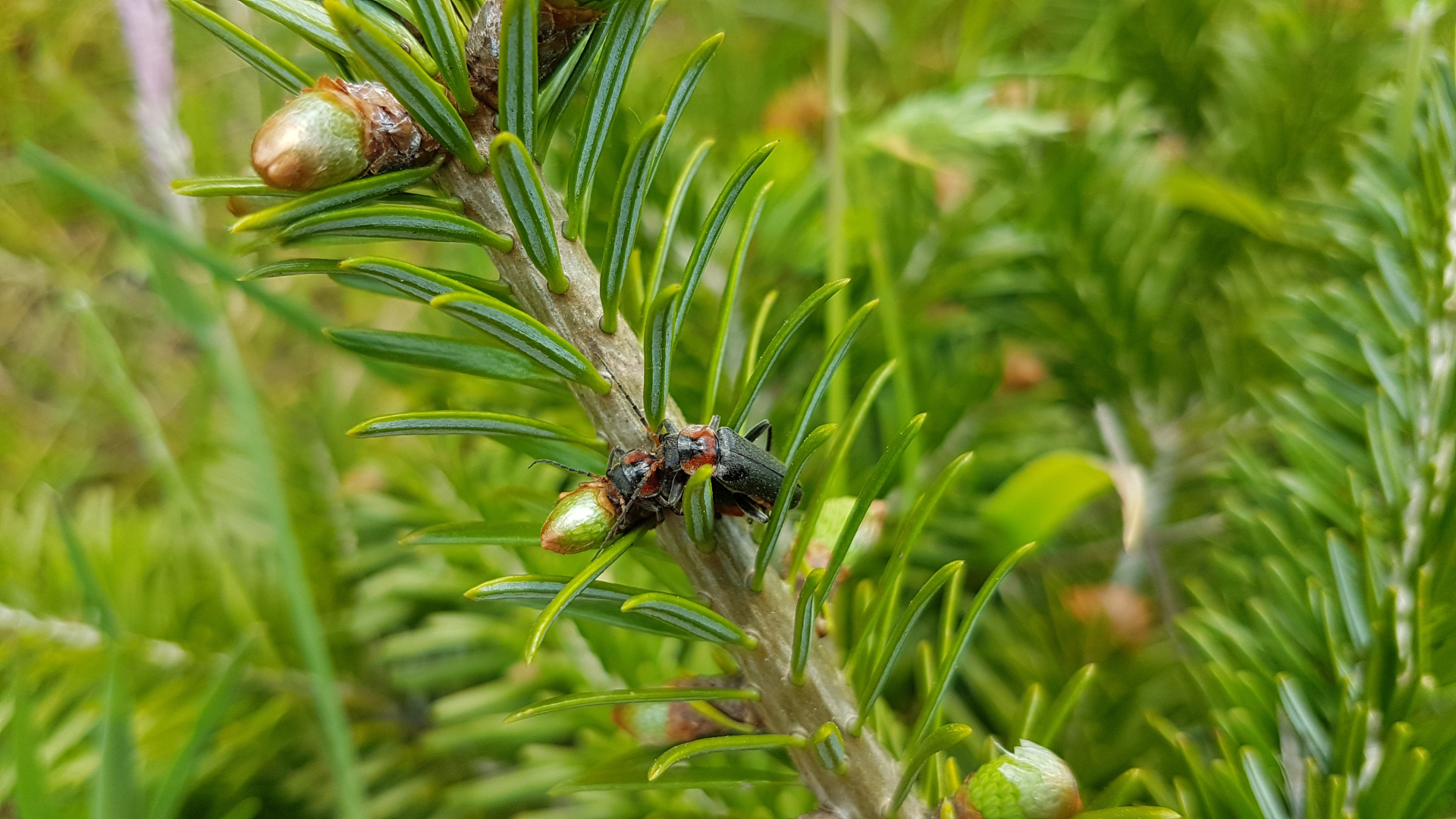 Insekten Weihnachtsbäume