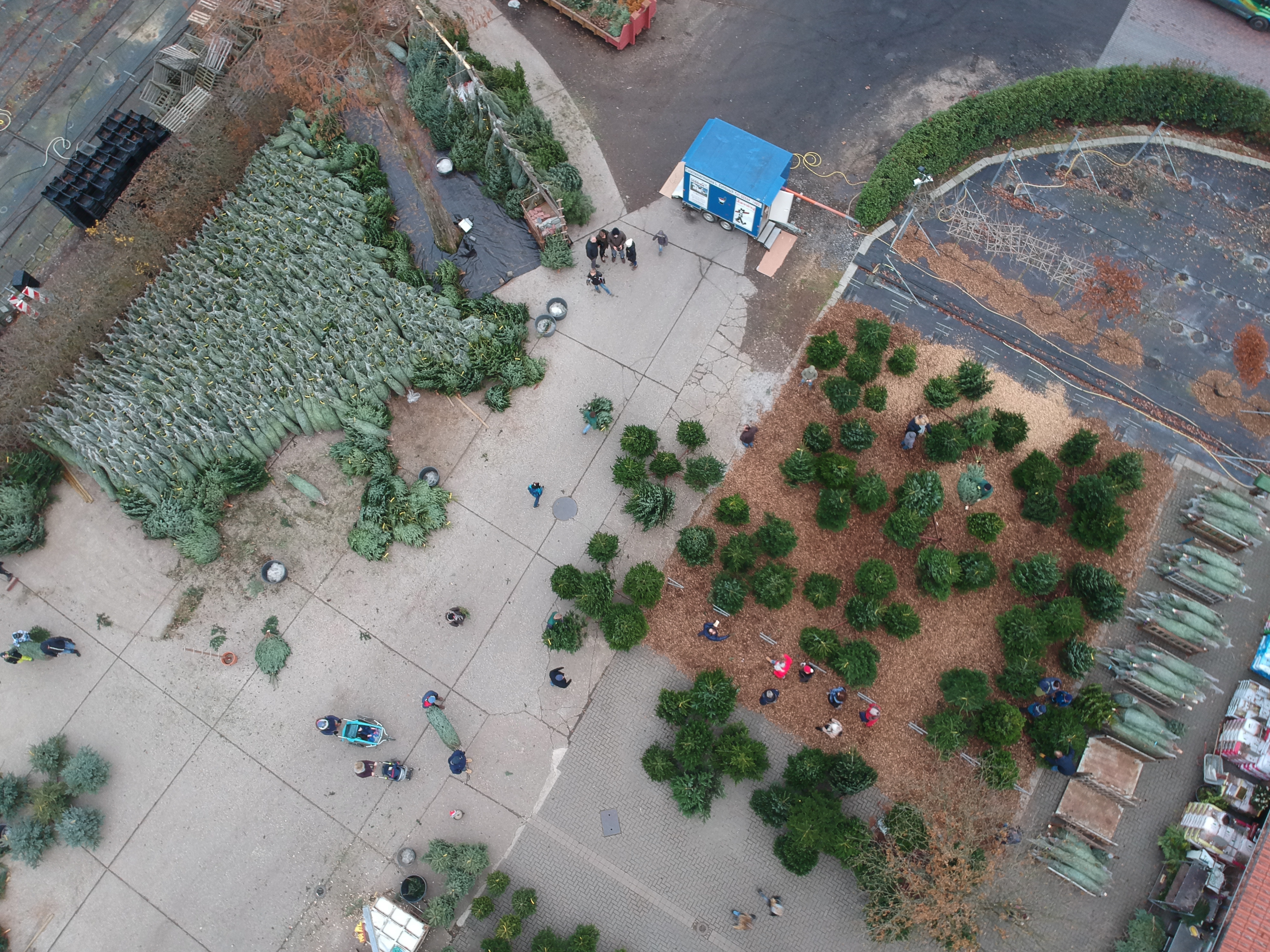 Vorrätige frisch geschlagene Bäume