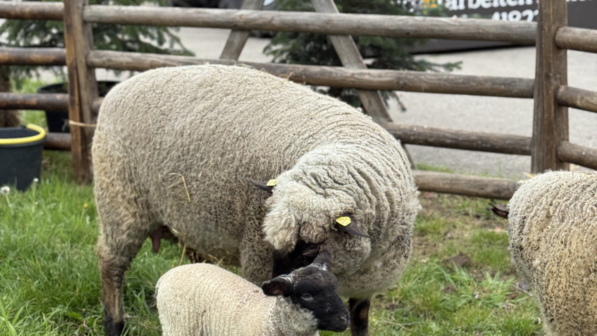 Schaf mit Lamm