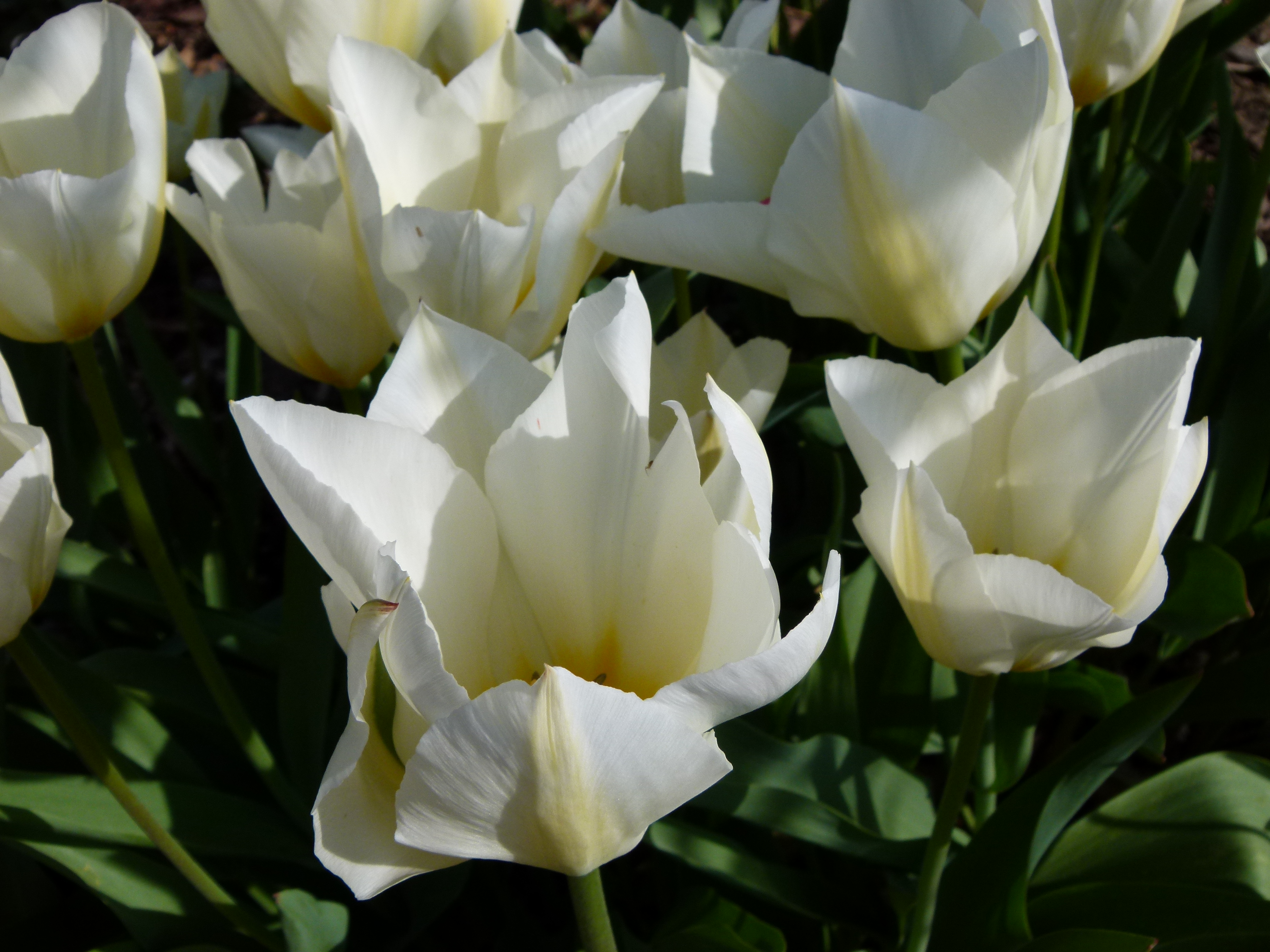 Tulpe